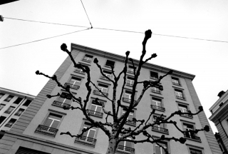 'Albero e appartamenti' (Ginevra)