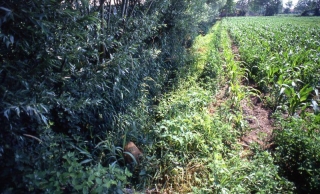 'La roggia Battiferro nell'estate del lontano 1990...'