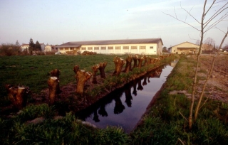 'Inverno 1993. La stessa roggia Battiferro dopo l'intervento della Associazione UPPB'