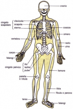 'Sezione dello scheletro umano'