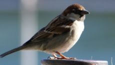 COMUNICATO STAMPA DEL 24/03/2019 La Ruota presenta, venerdì 5 aprile 2019 alle ore 20:45, presso la Villa Ronzani di Giai di Gruaro, la ricerca di Michele Zanetti “Natura in città. La Biodiversità urbana nella Pianura Veneta”. L’ambiente urbano costituisce un habitat di straordinario interesse per la flora e la fauna selvatiche. Centinaia di specie, non solo antropofile, coabitano con l’uomo, occupando nicchie interstiziali e contribuendo, spesso, al miglioramento e alla vivibilità dello stesso ambiente urbano; ma anche creando difficili problemi di convivenza. Michele Zanetti, autore della ricerca, presenterà l’orto botanico e lo zoo selvatico urbano svelandone le curiosità e i […]